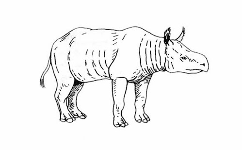 Rhinocerotidae fosil Teletaceras