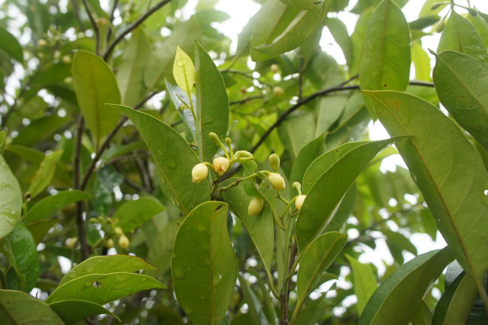 Riverine Parks Nutmeg (Myristica fragrans)