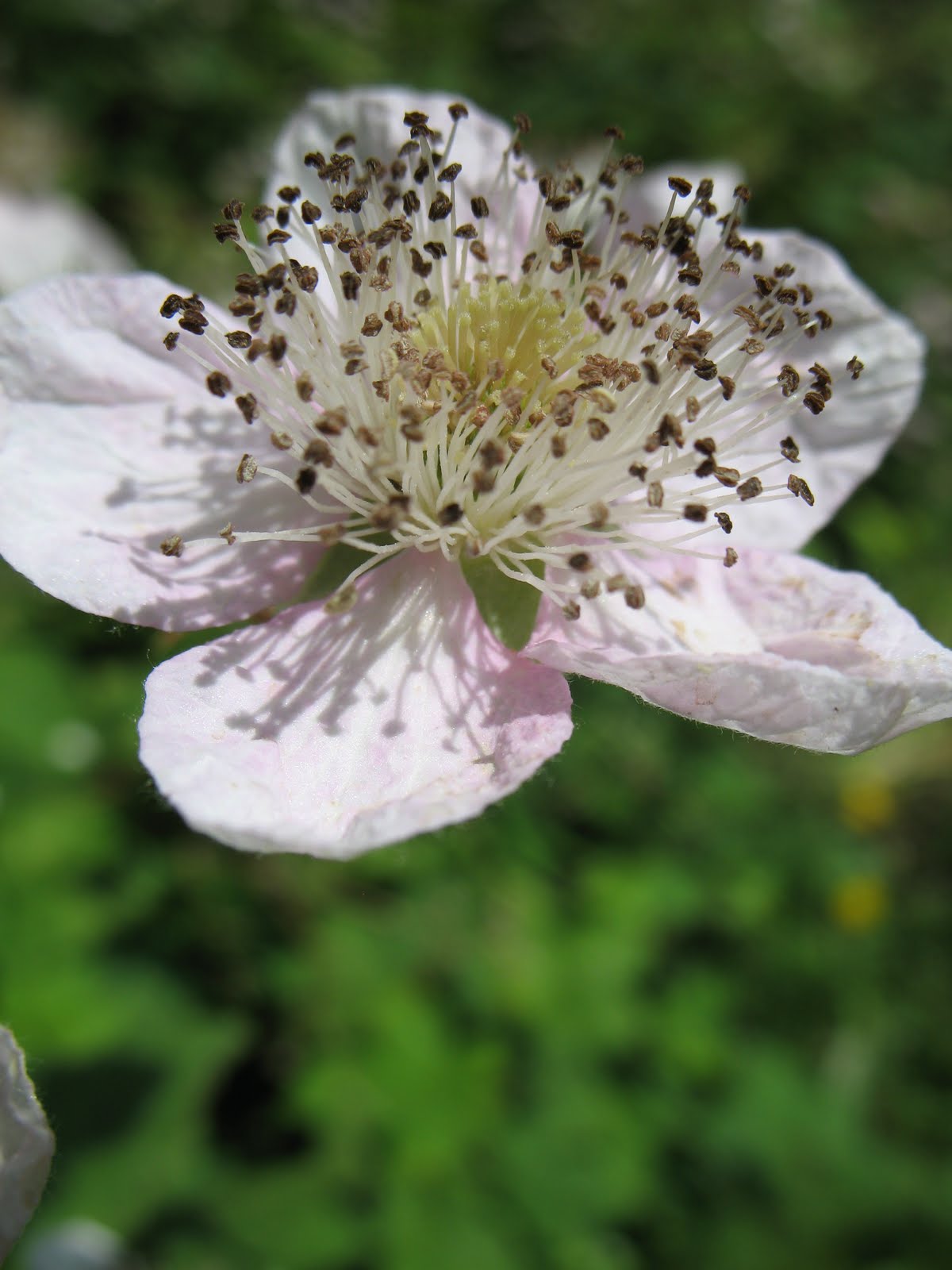 Blackberry Flower