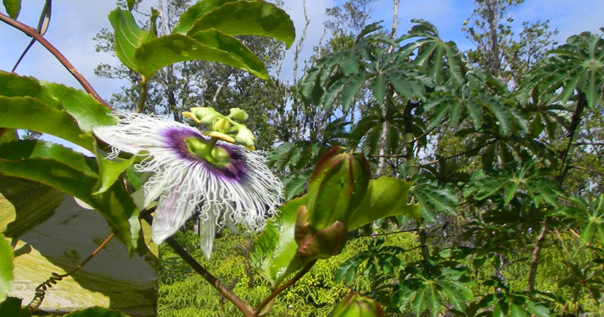 Haysmer Hawaii Lilikoi (Passion Fruit)