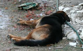 Rambo flaked out in the breeze Rambo flaked out in the breeze