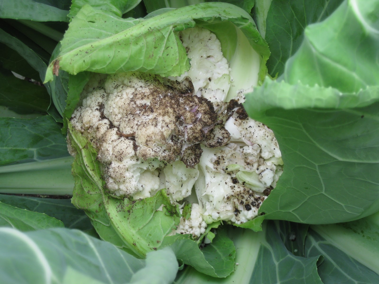 Green Meadows Community Garden: What is eating the Cauliflower?