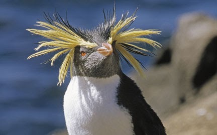 Rockhopper Penguin | Endangered Animals Facts, Wildlife Pictures And Videos