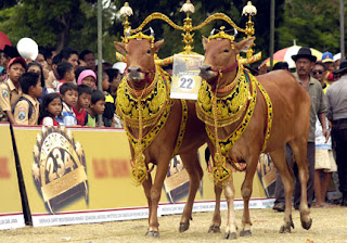 sapi kerap ada tiga macam yaitu...