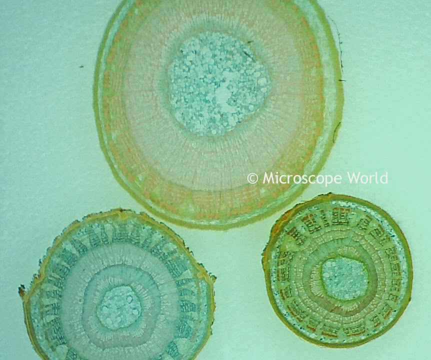 Monocot and dicot under microscope at 10x