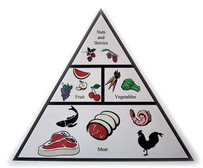 warrior diet mat