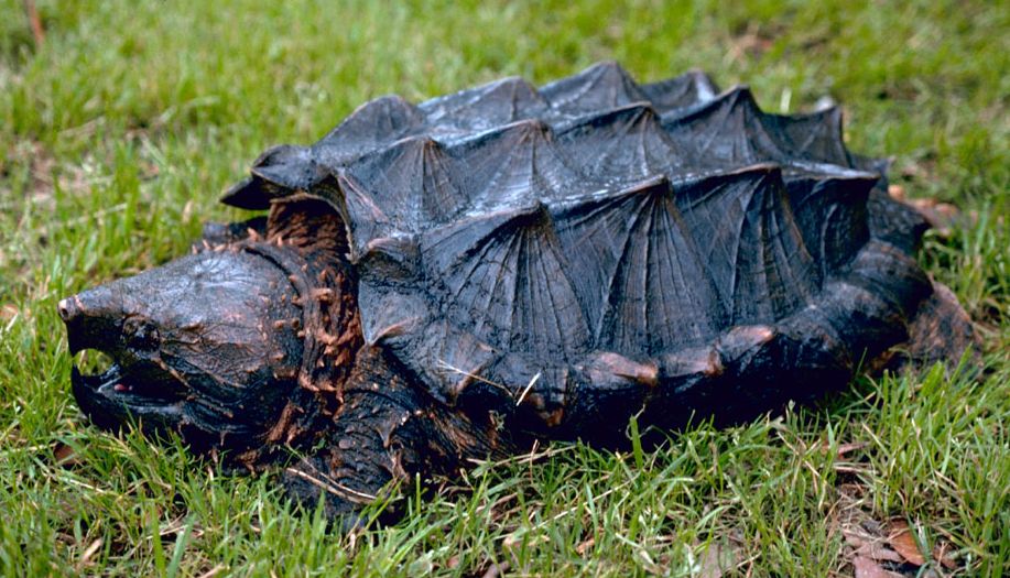 Jin Kura Kura Jkk Aligator Snapping Turtle Macrochelys Temminckii