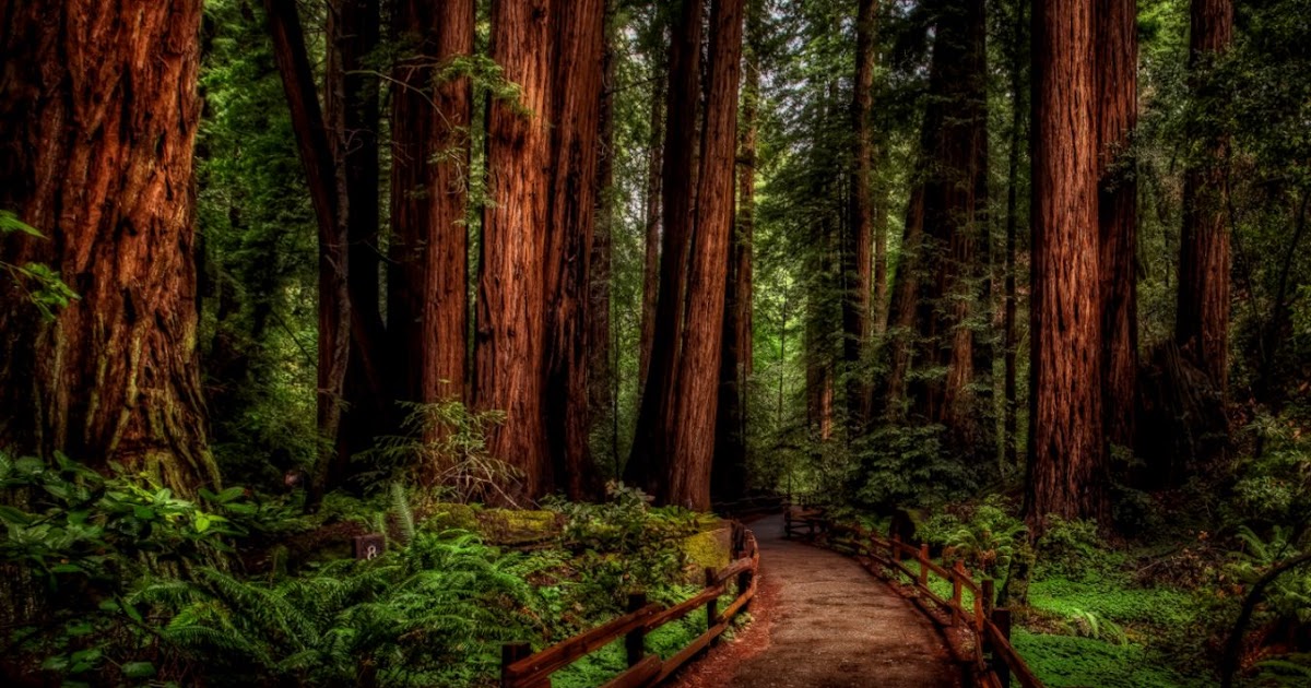 Woods Wallpaper Wide | Free High Definition Wallpapers