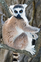 Madagascar lemur