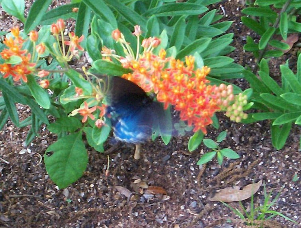 garden in southwest georgia