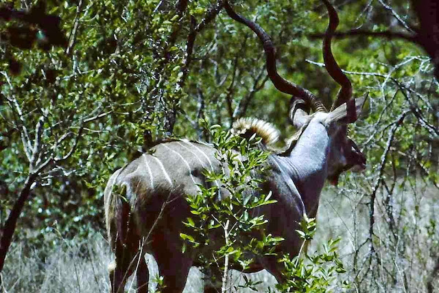 Kudu - Tiere in Afrika