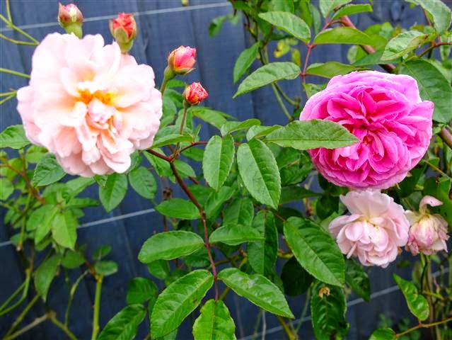 Roses in my garden