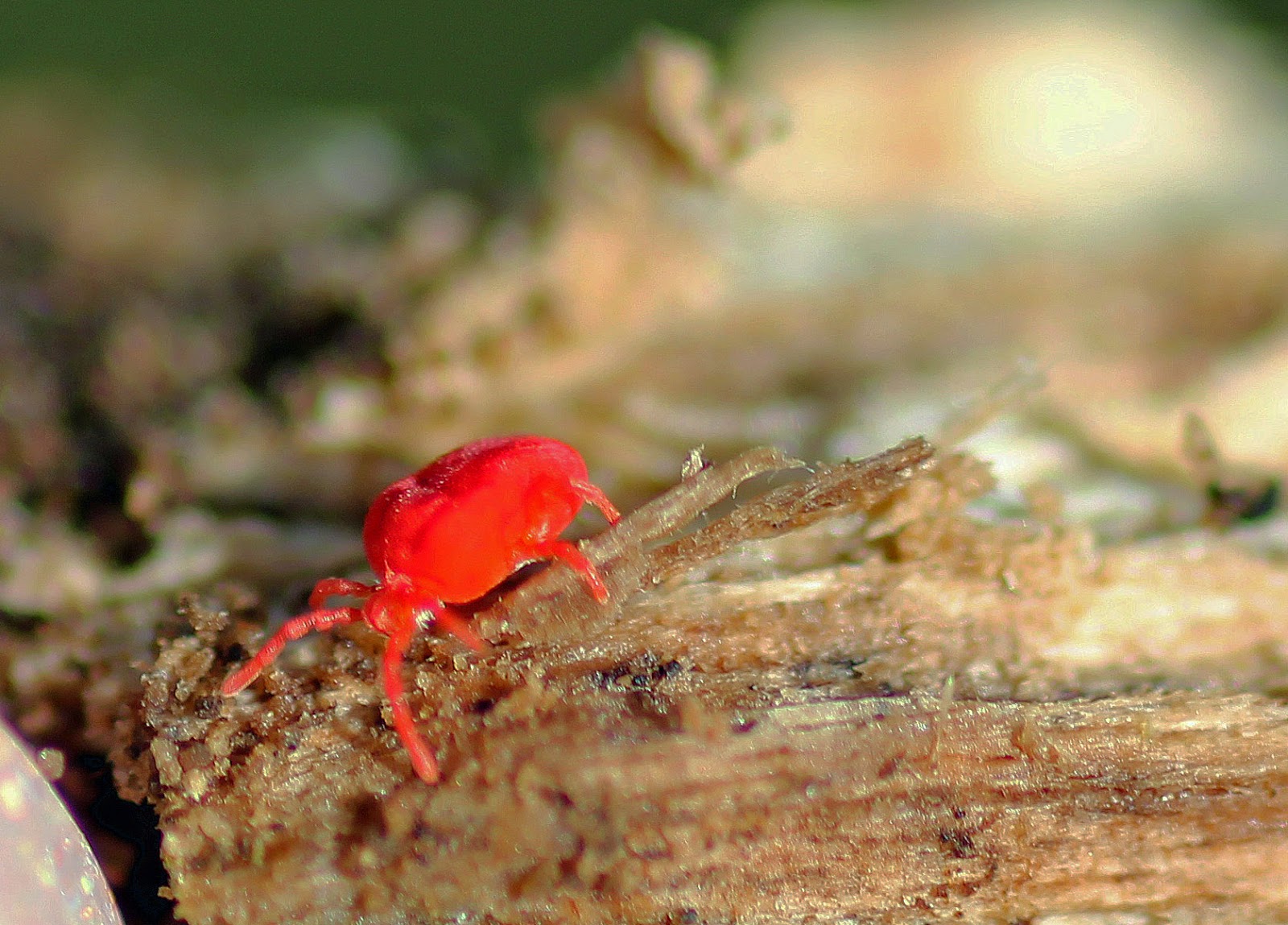 MObugs Red Velvet Mite