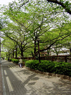 tree shade alley in Japan
