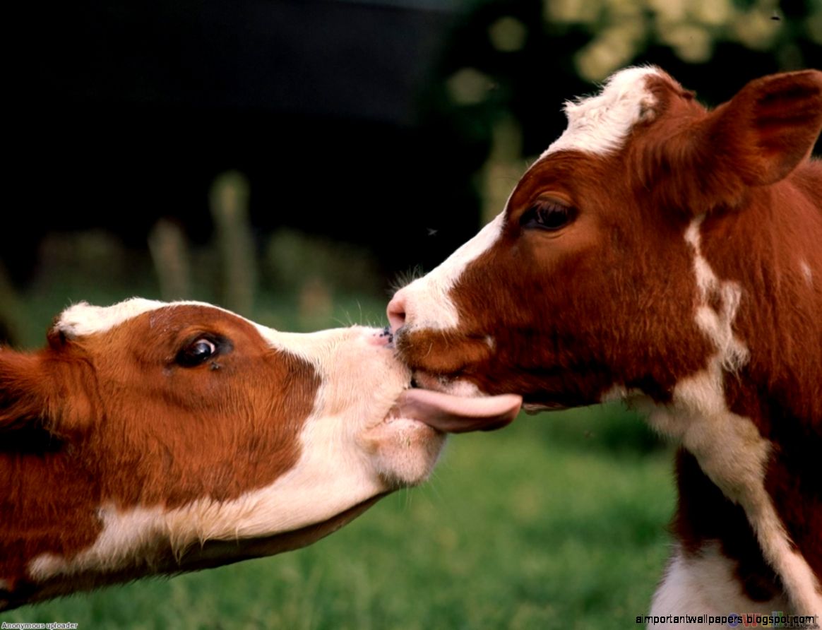 French kissing Animals French kissing Animals