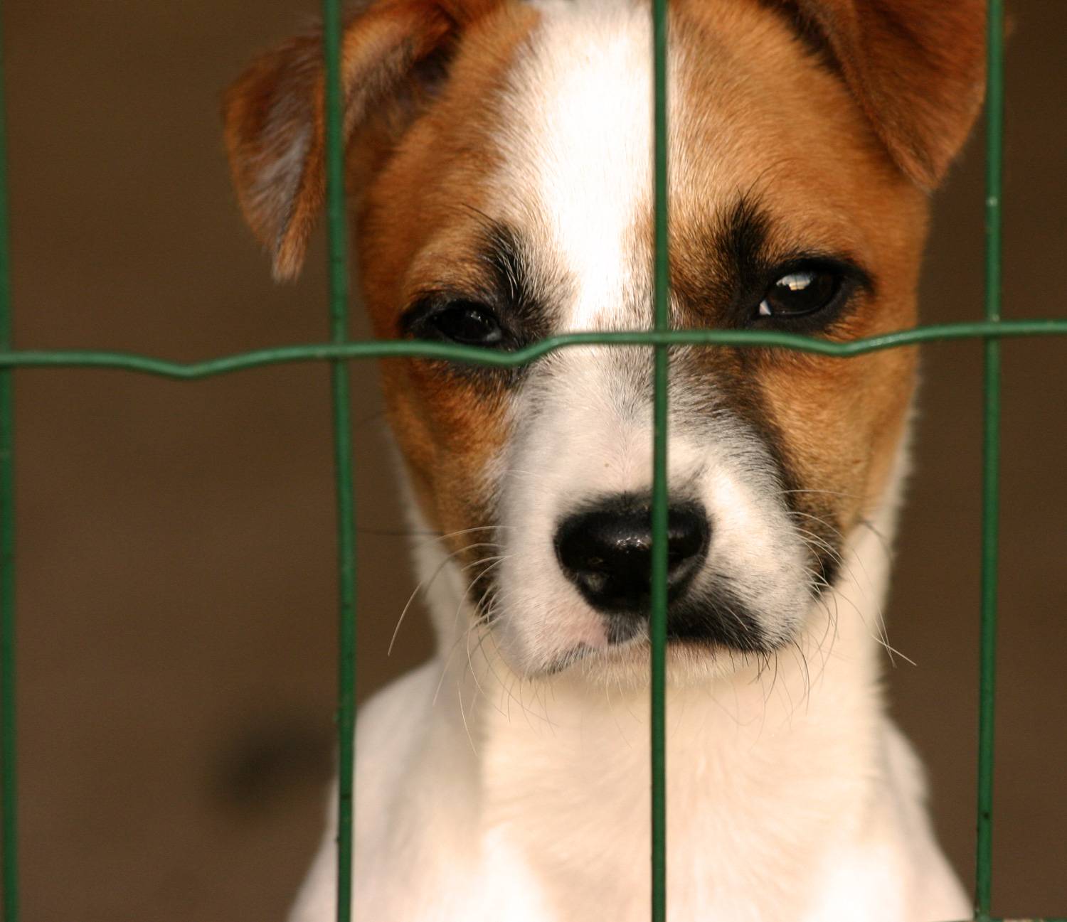 Dog Story Responsible Pet Ownership