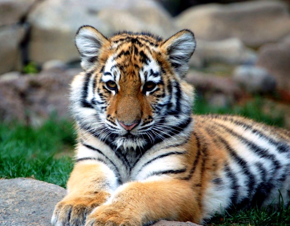 Tell Fashion Magazine to Stop Using Endangered Animals as Props Tell Fashion Magazine to Stop Using Endangered Animals as Props