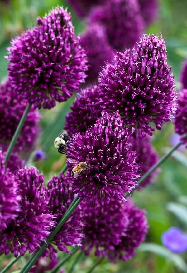 Beauty Of Flowers Allium Drumstick