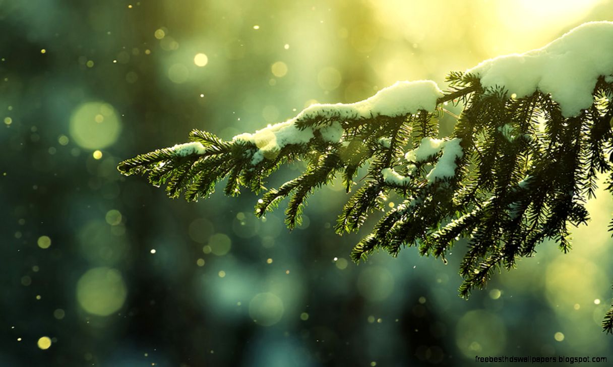 Spruce wallpapers 06 HD Wallpaper Downloads Spruce wallpapers 06 HD Wallpaper Downloads