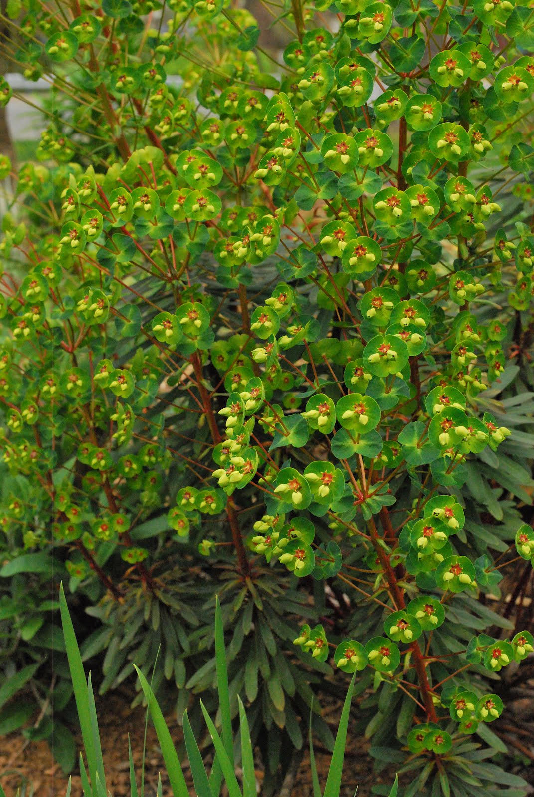 Euphorbia Rudolph