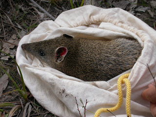 Parks Victoria/South West Tafe bandicoot survey 2003 all rights belong to SW Tafe