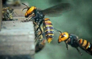 30 “Σφήκες της Κολάσεως” κατασπαράζουν 30.000 μέλισσες!