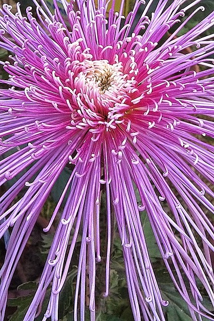 Spider Chrysanthemum | Backyards Click