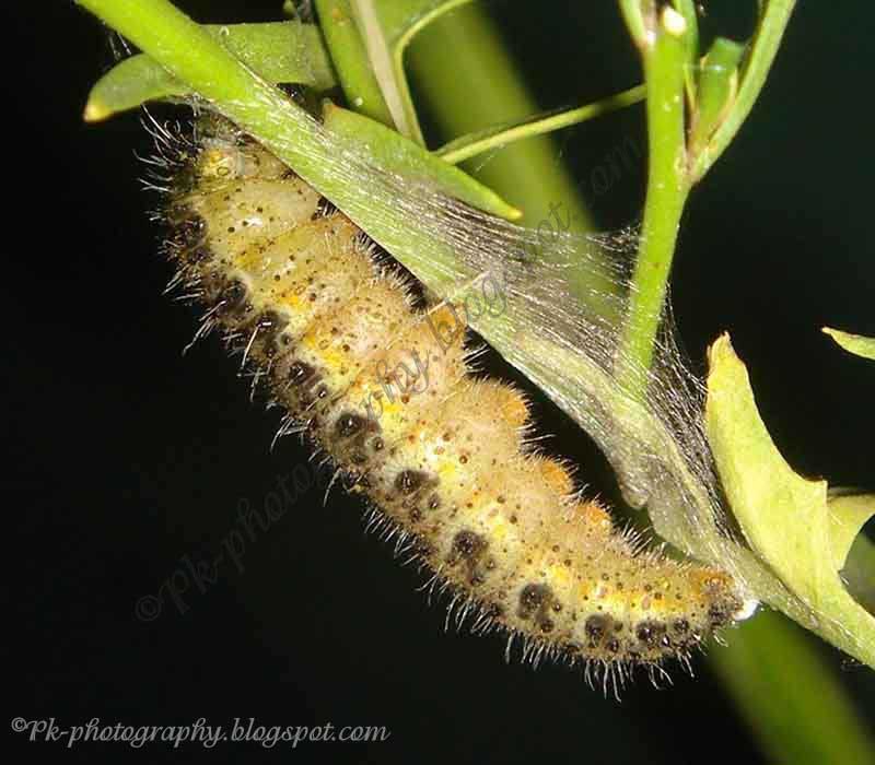 Large Cabbage White Butterfly Life Cycle Nature, Cultural, and Travel