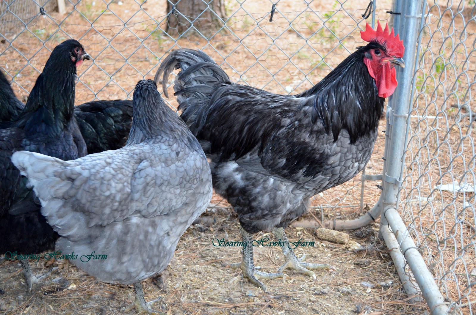 blue jersey giant chickens for sale near me