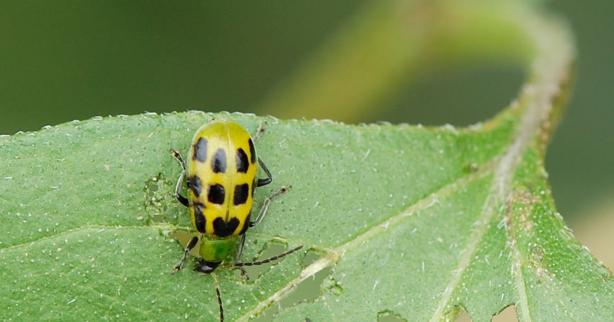 Urban Wildlife Guide The spotted cucumber beetle