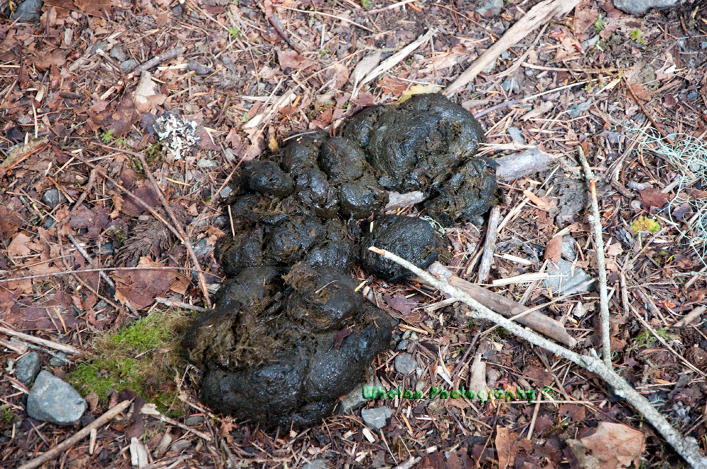 Walks with Moss Burnt Cars at the Duckabush Trail Head