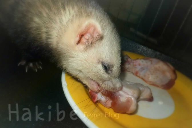 ferret eating