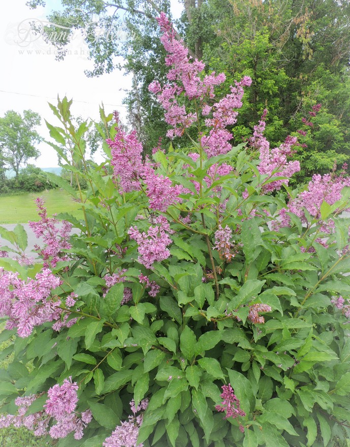Donna's Designs: Lilac Dreams