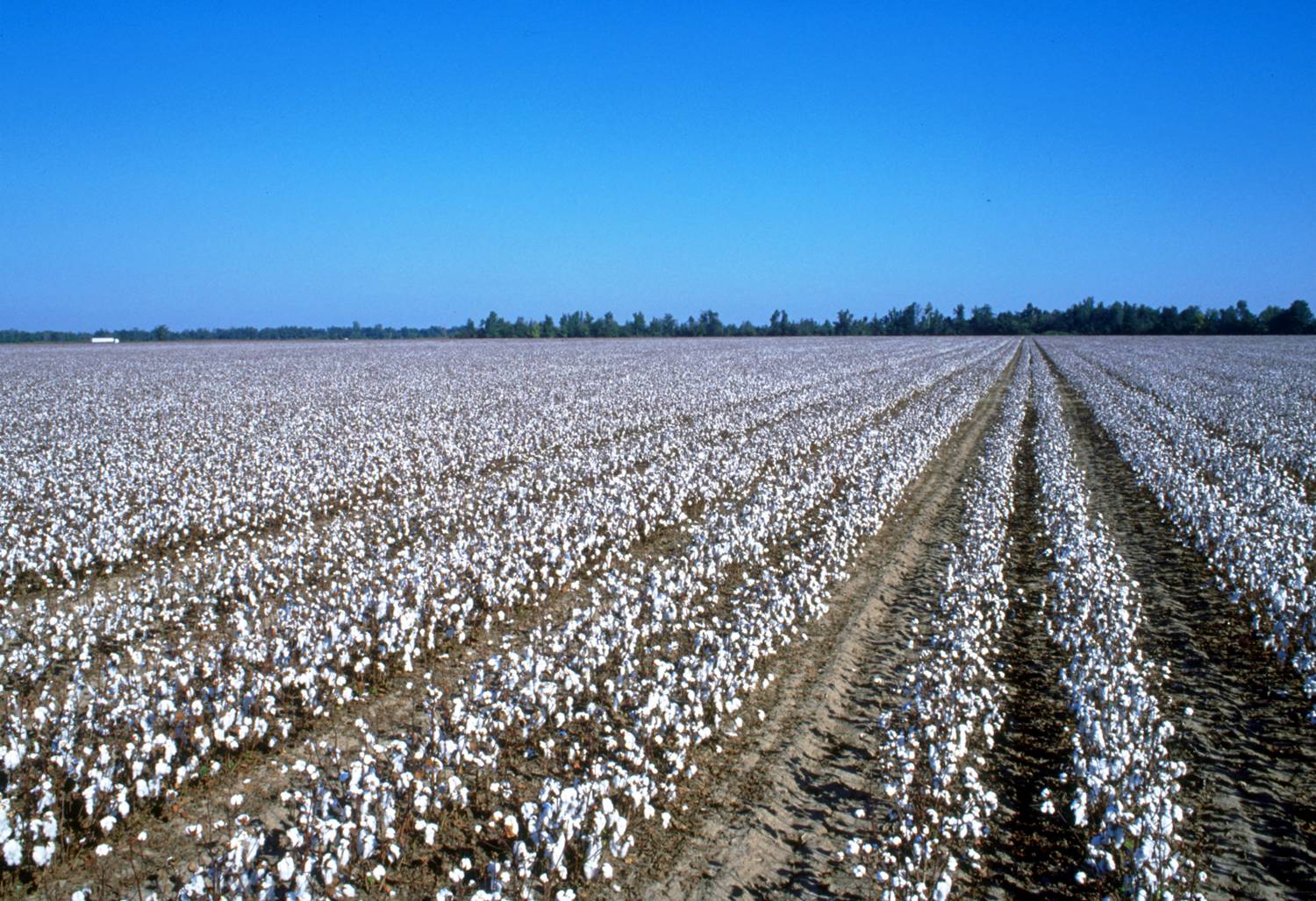 Inquire Blog Thread Bare Cotton Subsidies and Progressive Inaction