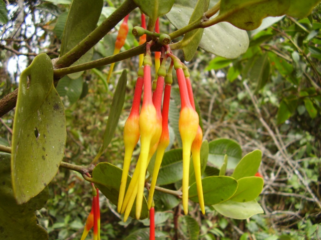 Plantas de Pulan FAMILIA LORANTHACEAE