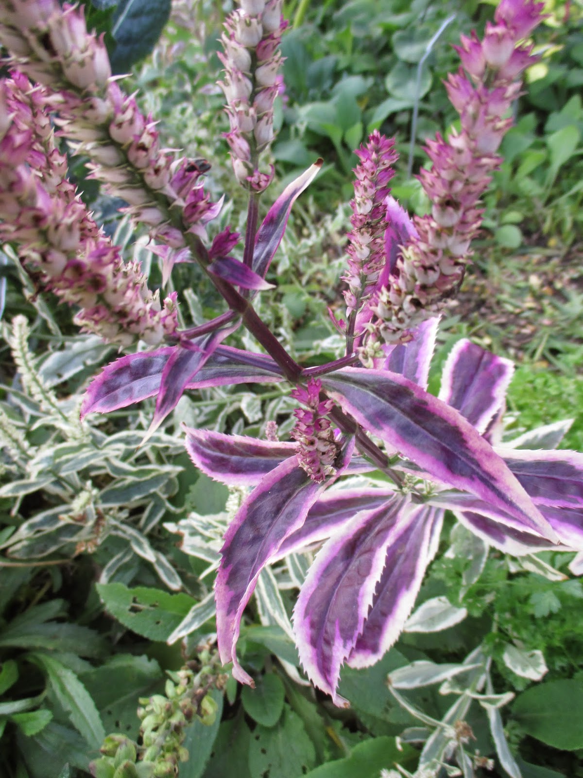 Durable Gardening When In Doubt Guess Viburnum