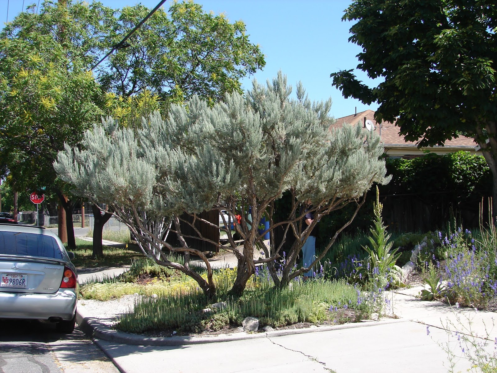New Utah Gardener Sagebrush Waterwise and Ornamental!