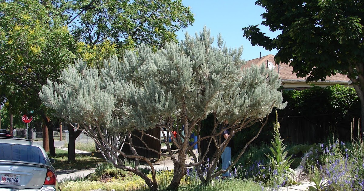 New Utah Gardener Sagebrush Waterwise and Ornamental!