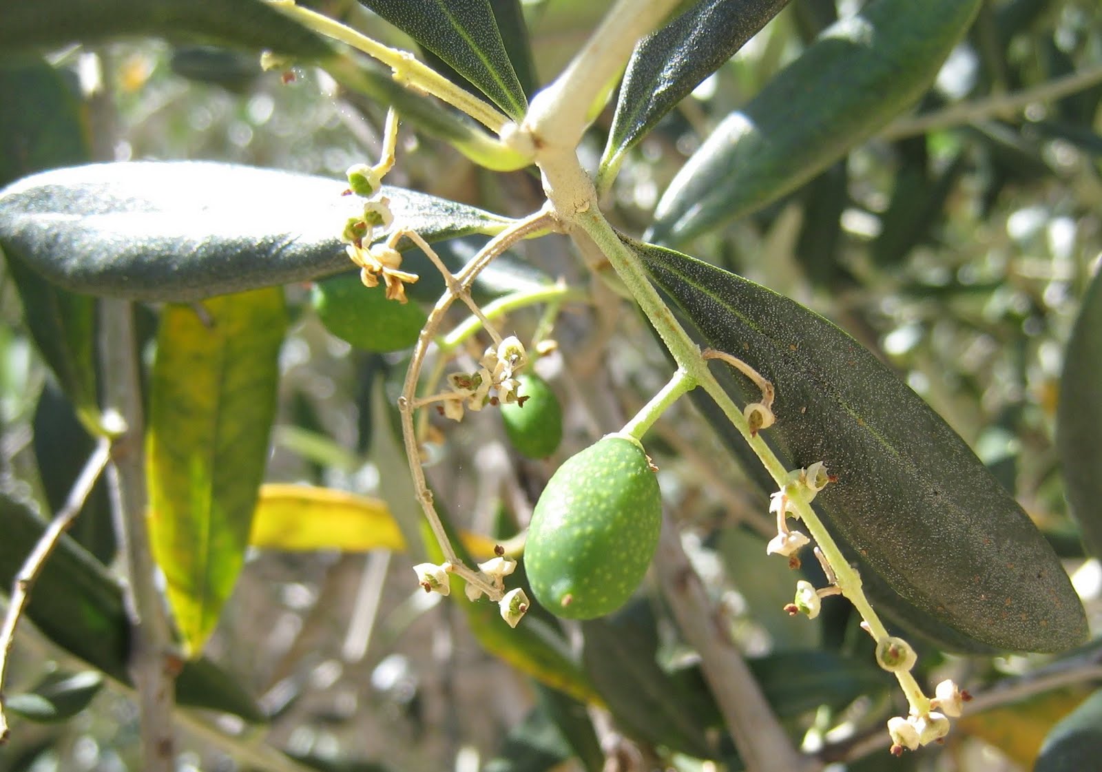 Zagreb Diaries Baby Olives