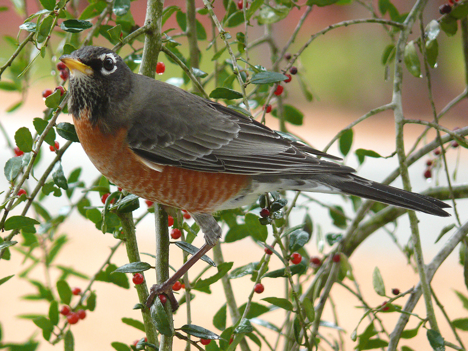 All About Animal Wildlife: American Robin Facts and Photos ...