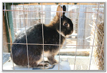 Thunder, Netherland Dwarf