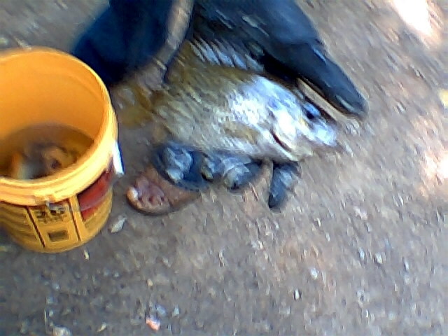 Big Rock Bass