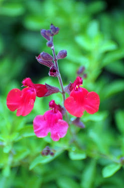 Autumn Sage, Salvia greggii