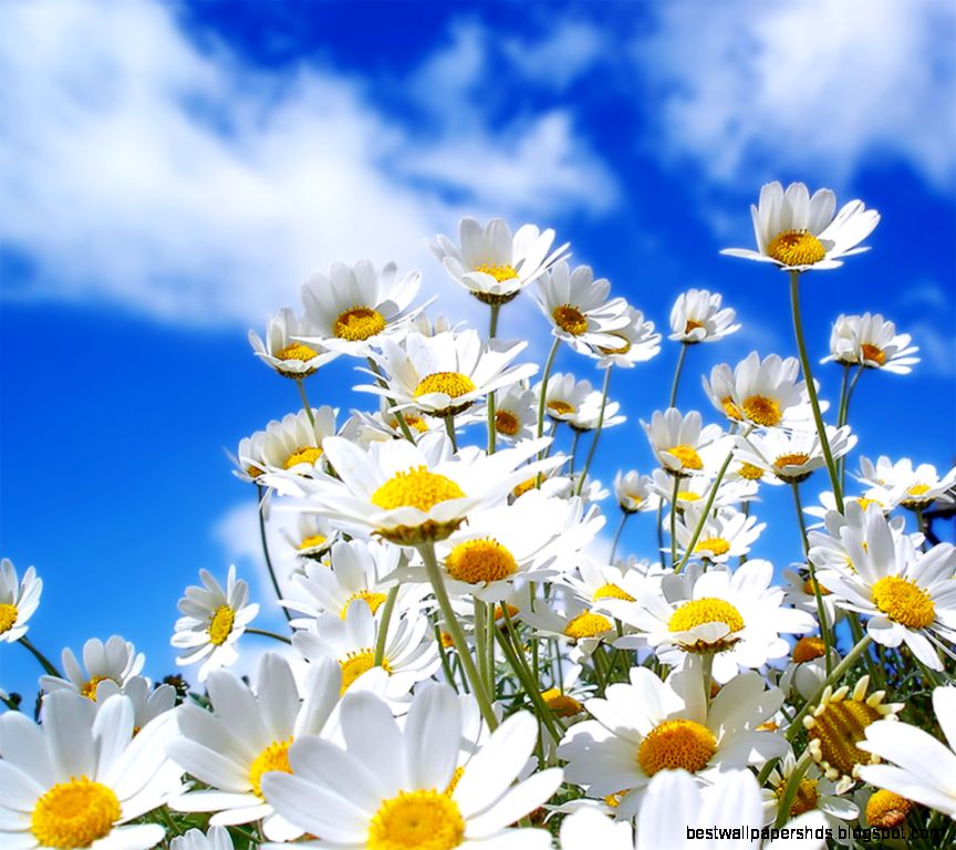 free download mobile wallpapers Zellox free download mobile wallpapers Zellox