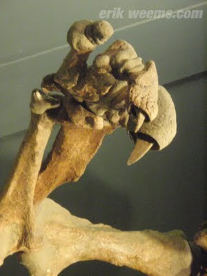 prehistoric sloth 1