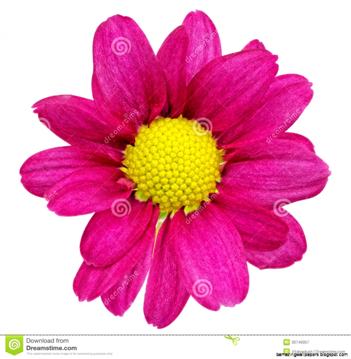 Beautiful Single Violet Red Dahlia FlowersСloseup Royalty Free Beautiful Single Violet Red Dahlia FlowersСloseup Royalty Free