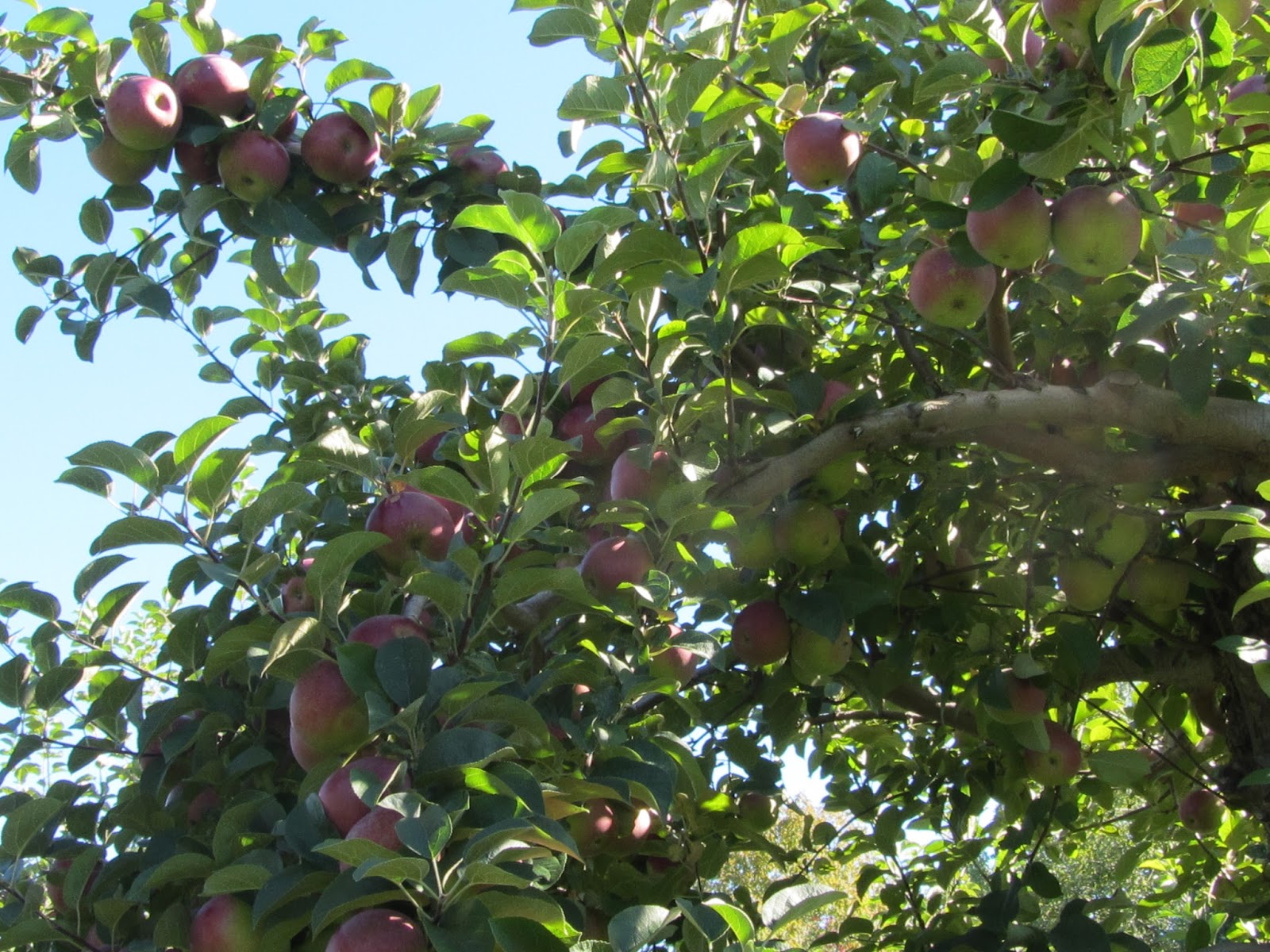 The Windham Eagle Apple picking season in Maine by Becky Longacre