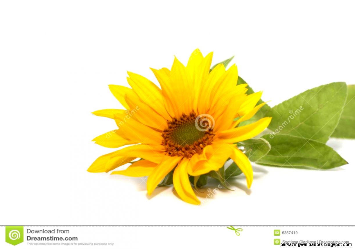 Single Flower White Background No Watermark Single Flower White Background No Watermark