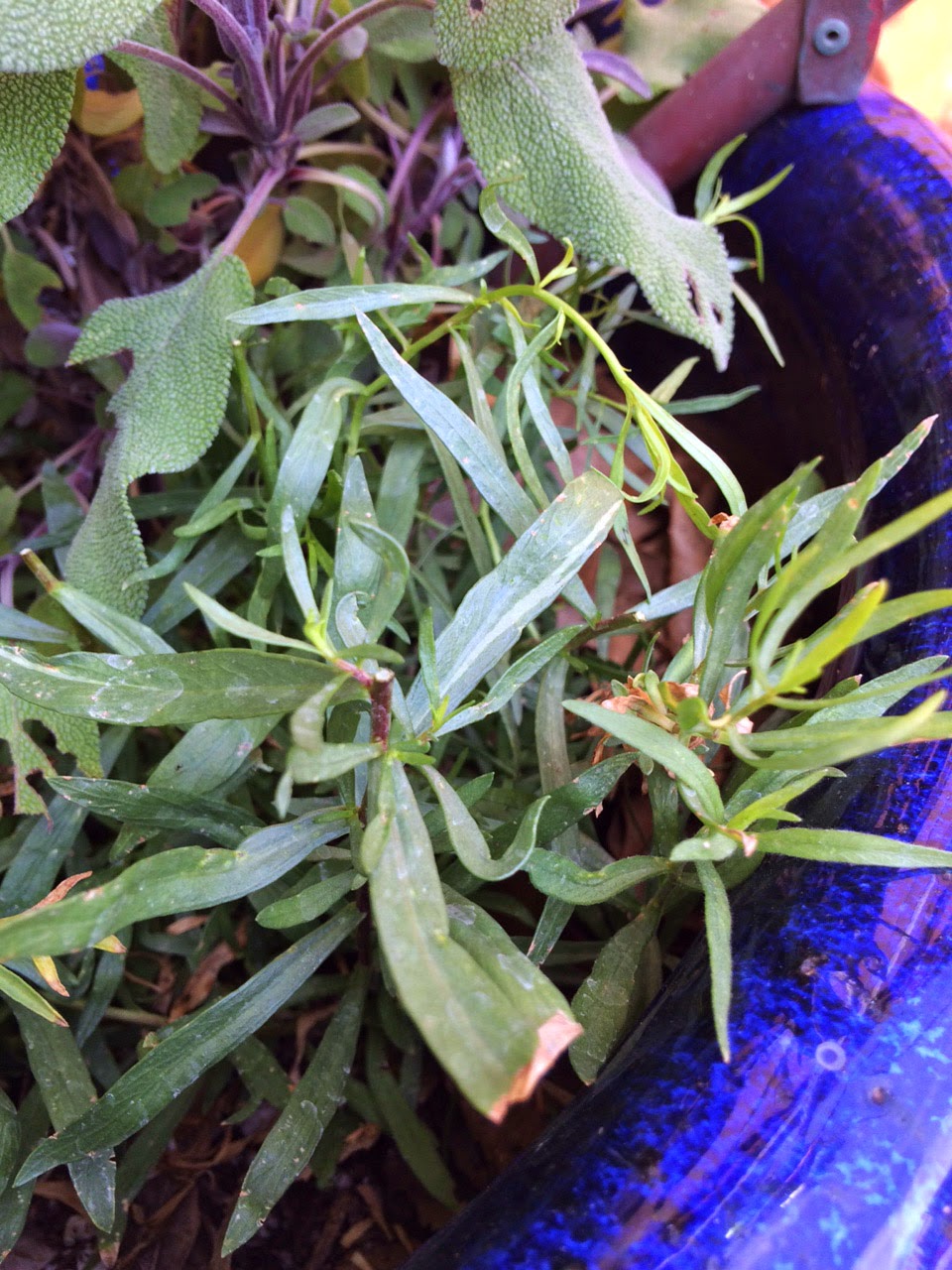 To Market, To Market with San Diego Foodstuff Tarragon Thyme Rub