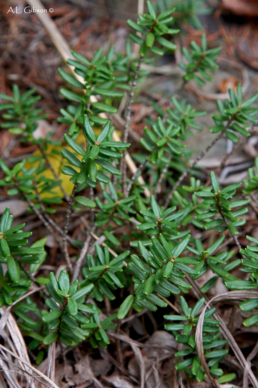 ice age plants